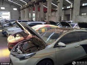 注意 大批泡水車將被拍賣出售